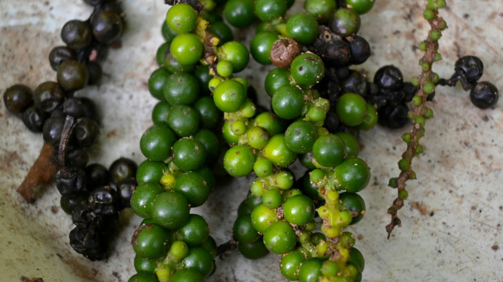Why Kampot Pepper